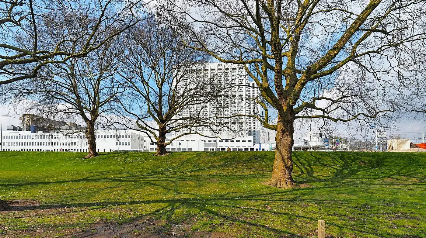 Erasmus MC in Rotterdam gezien vanaf het park